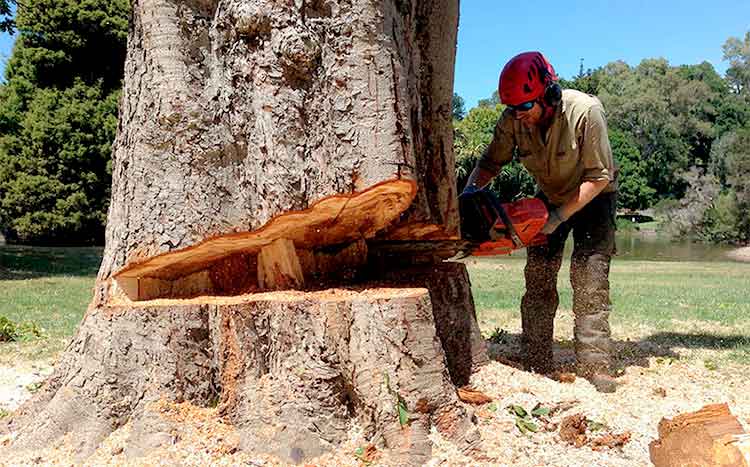 Tree Cutter Service