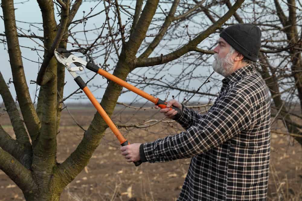 Tool to cut high shop tree branches