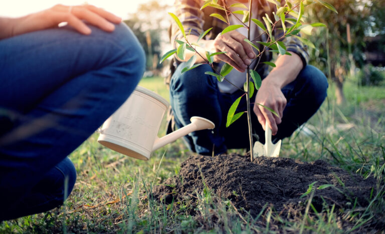 Best Practices for Watering and Fertilizing Your Trees