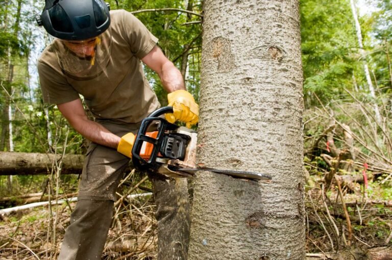 Satsuma Tree Cultivation Tips