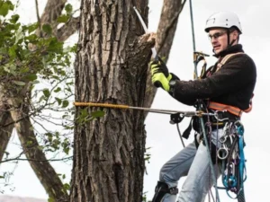 Arborist Services nyc