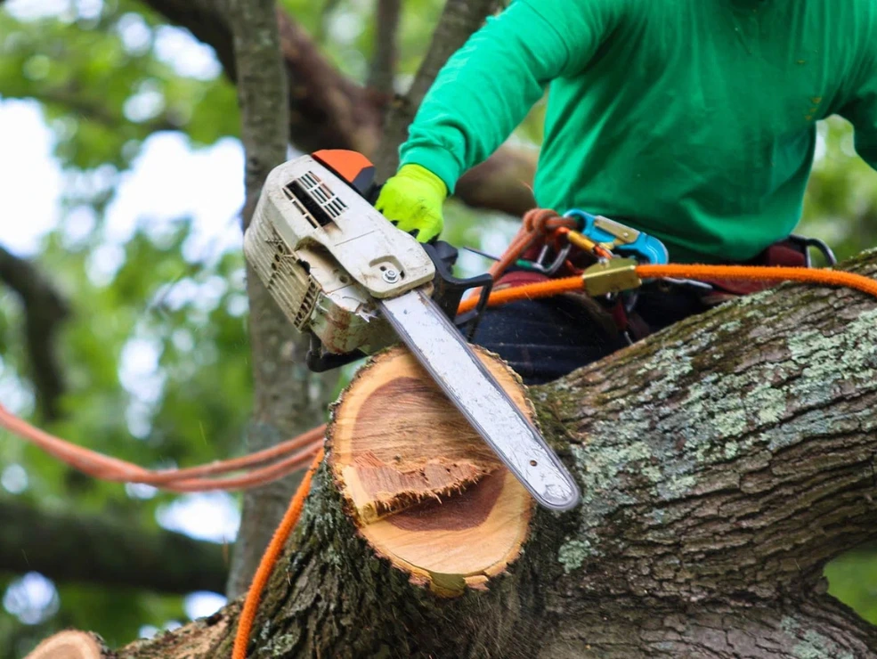 tree cutting services nyc