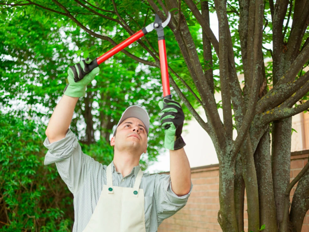 tree trimming nyc
