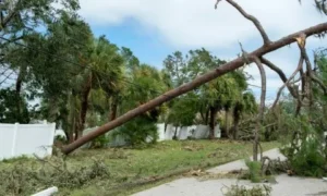 NYC most storm-resistant trees