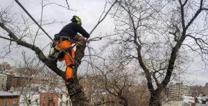 Trim Tree Services